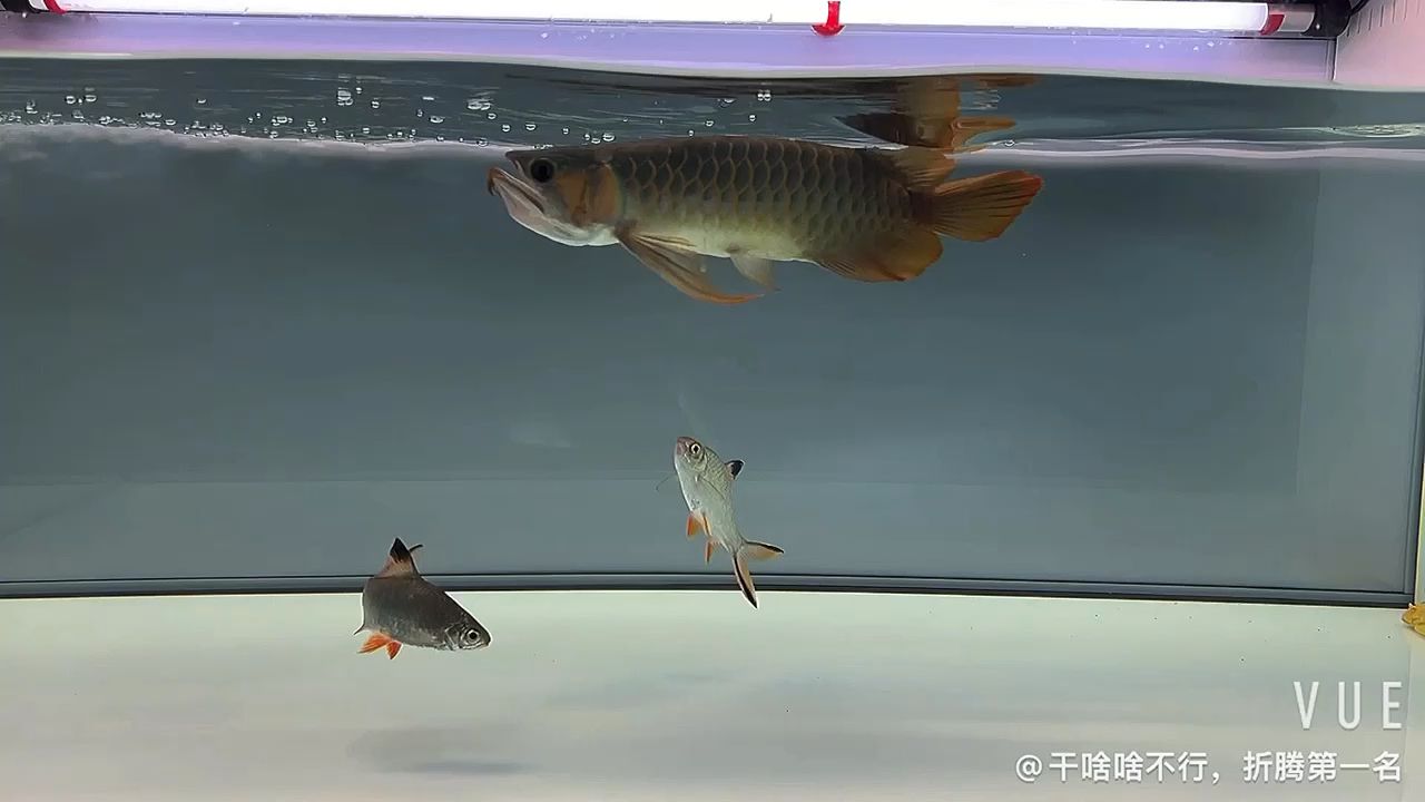 疫情隔離在家 觀賞魚論壇