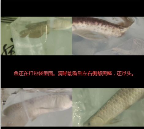 七秒漁業(yè)黑心商家。別狡辯了！ 觀賞魚論壇 第1張