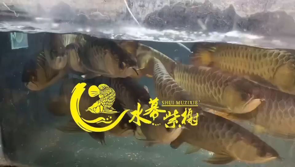 上岸嘍 觀賞魚論壇