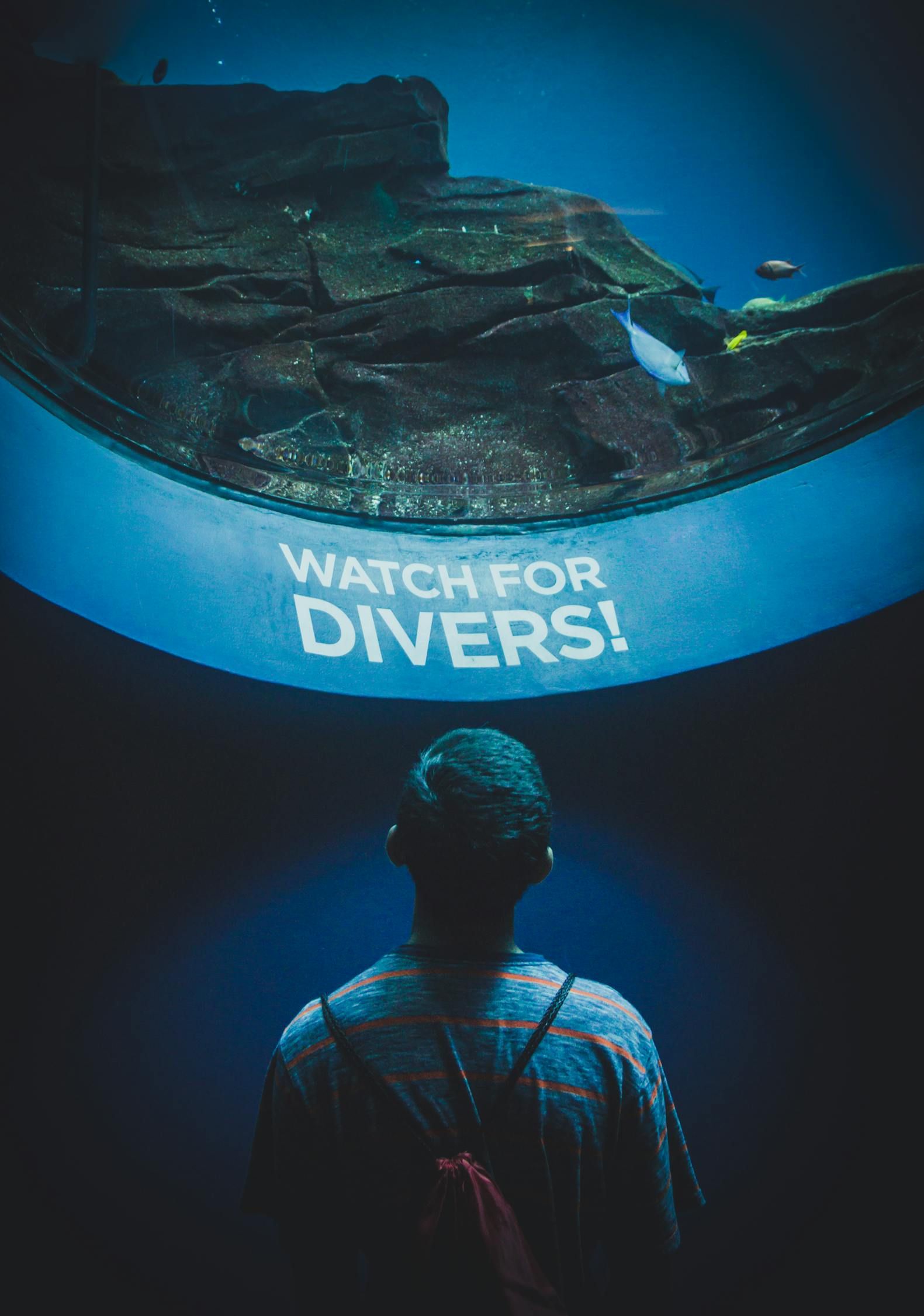 珠海魚缸龍魚世家水族館電話（ 珠海水族館 龍魚世家水族館口碑好） 星點(diǎn)金龍魚