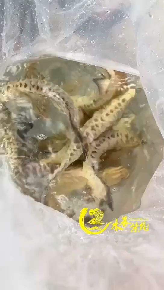 喜歡哪一尾 觀賞魚(yú)論壇 第1張