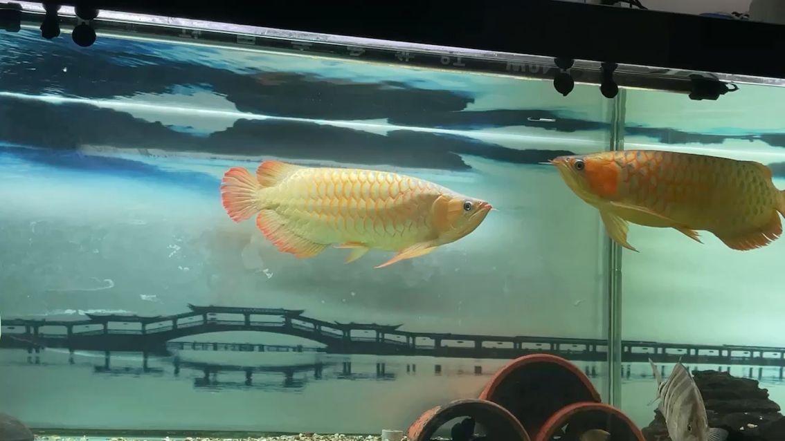 廣州金魚缸維修：廣州金魚缸維修店 恐龍王魚