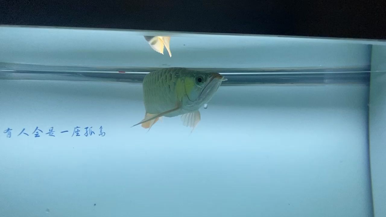 誰家龍魚吃鯽魚飼料？ 觀賞魚論壇