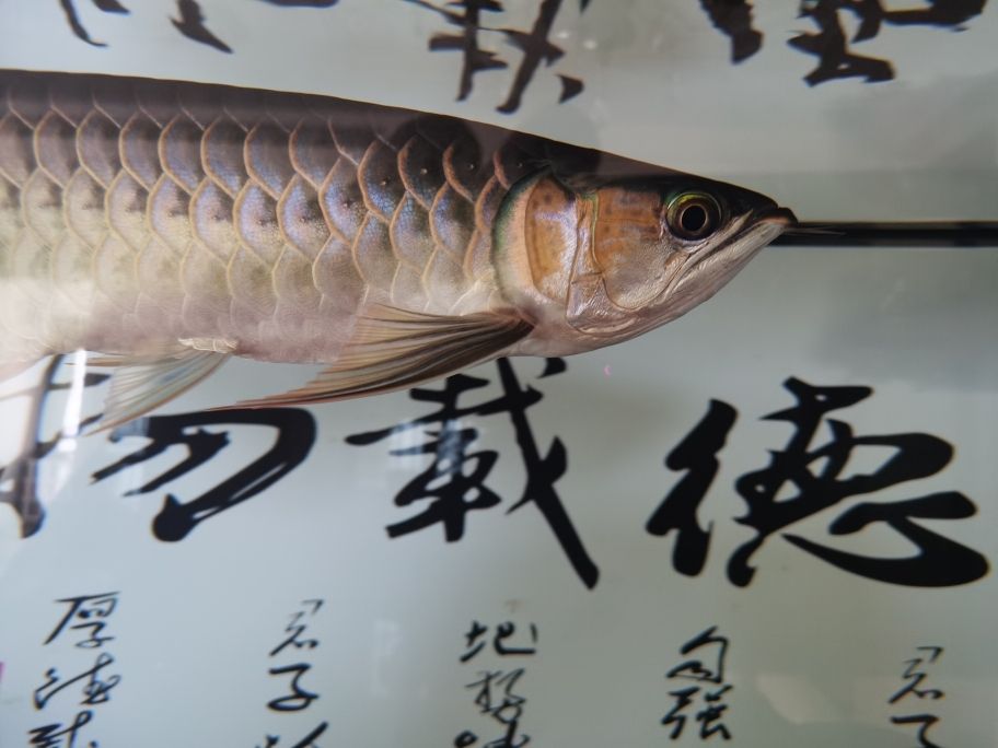 金魚缸哪里有賣得啊圖片（ 金魚缸在哪買） 潛水艇魚 第4張