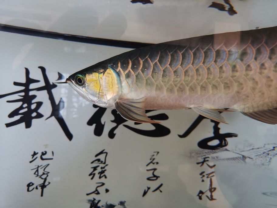 金魚缸哪里有賣得啊圖片（ 金魚缸在哪買） 潛水艇魚 第2張