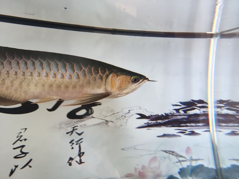 金魚缸哪里有賣得啊圖片（ 金魚缸在哪買） 潛水艇魚 第6張