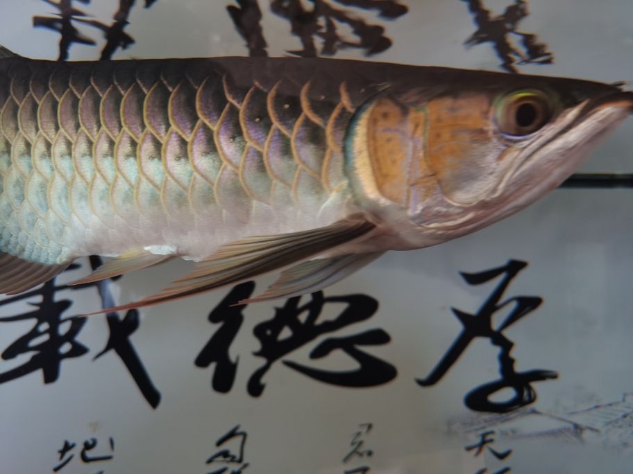 金魚缸哪里有賣得啊圖片（ 金魚缸在哪買） 潛水艇魚 第5張