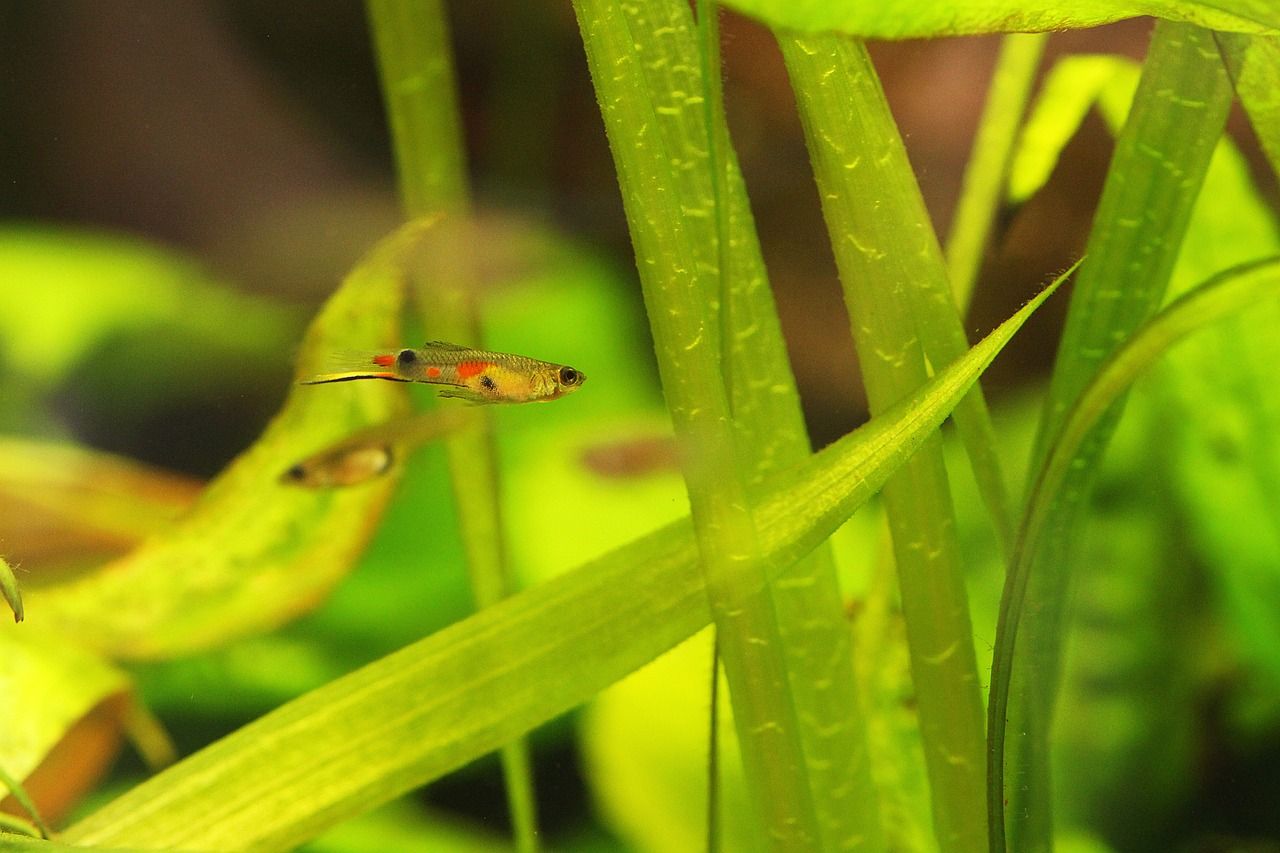 鯊魚和龍魚能混養(yǎng)嗎（鯊魚能跟銀龍混養(yǎng)嗎） 海水魚