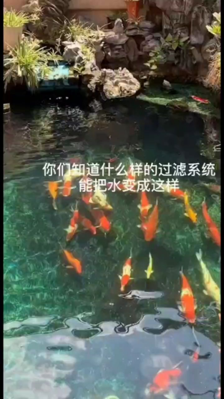 魚池承建，13755518810 觀賞魚論壇