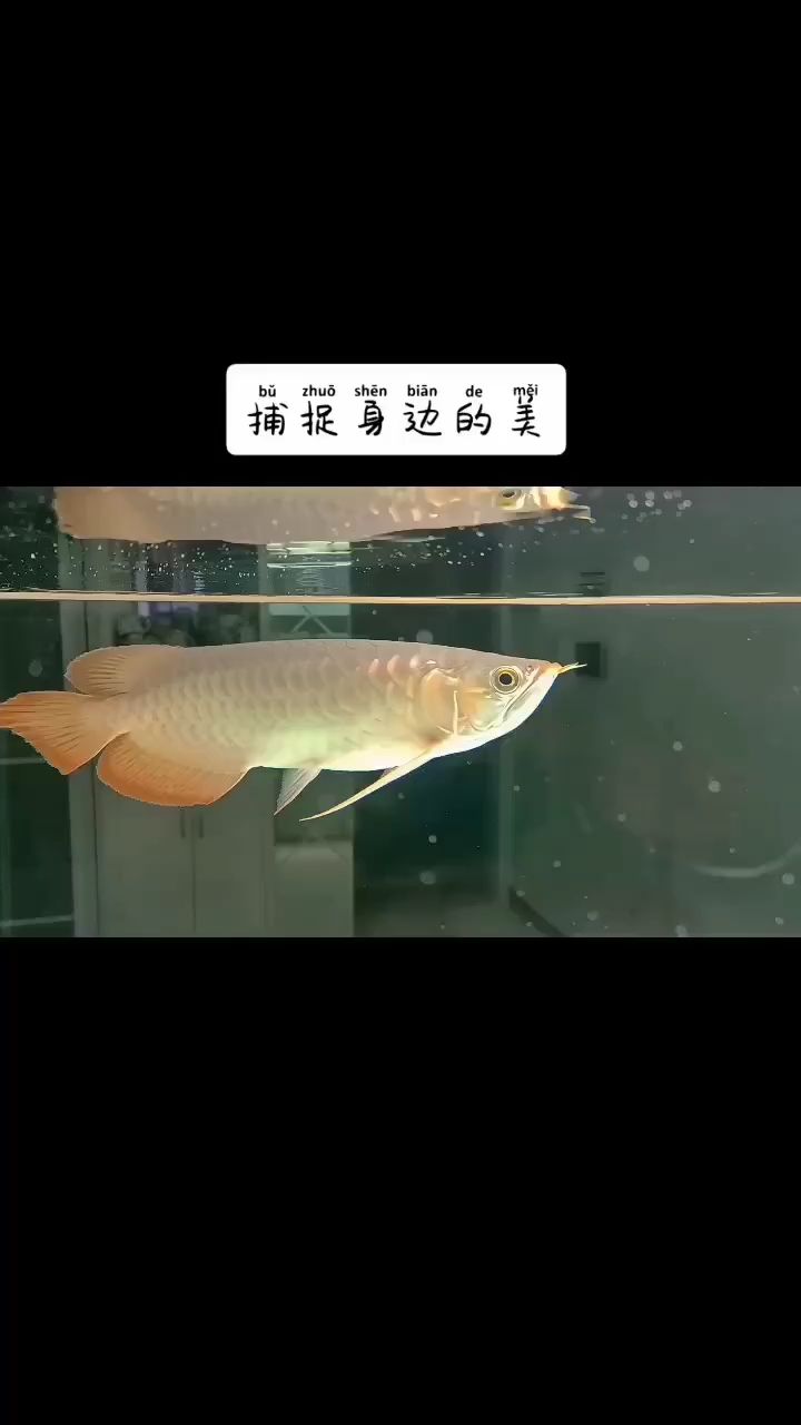 身邊的美 觀賞魚(yú)論壇