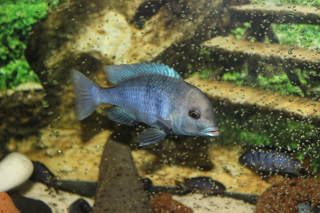 黃花恐龍魚和大花恐龍魚（大花恐龍魚和虎紋恐龍魚） 蝴蝶鯉魚苗