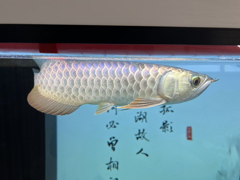 大佬們，這魚大概多少錢合適，大概30cm 觀賞魚論壇 第1張