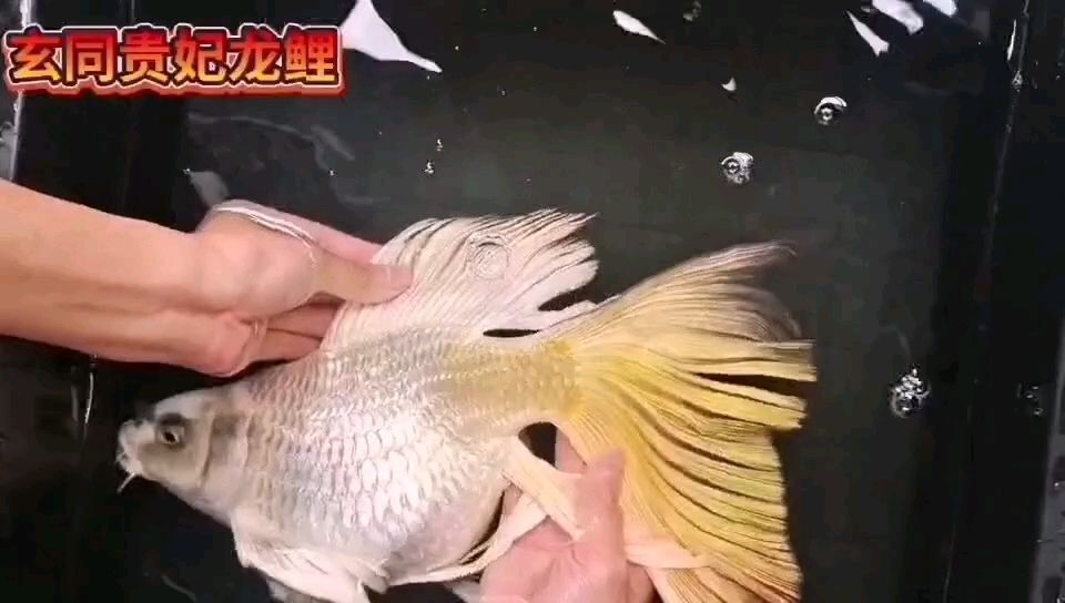 超級火焰尾蝴蝶鯉35-40cm，超級 觀賞魚論壇