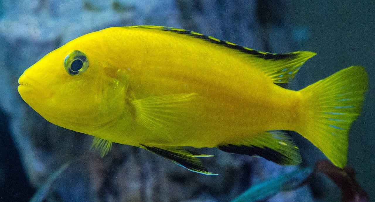 龍魚會自然脫落鱗片嗎（ 龍魚怎么會掉鱗呢） 食人魚（水虎）