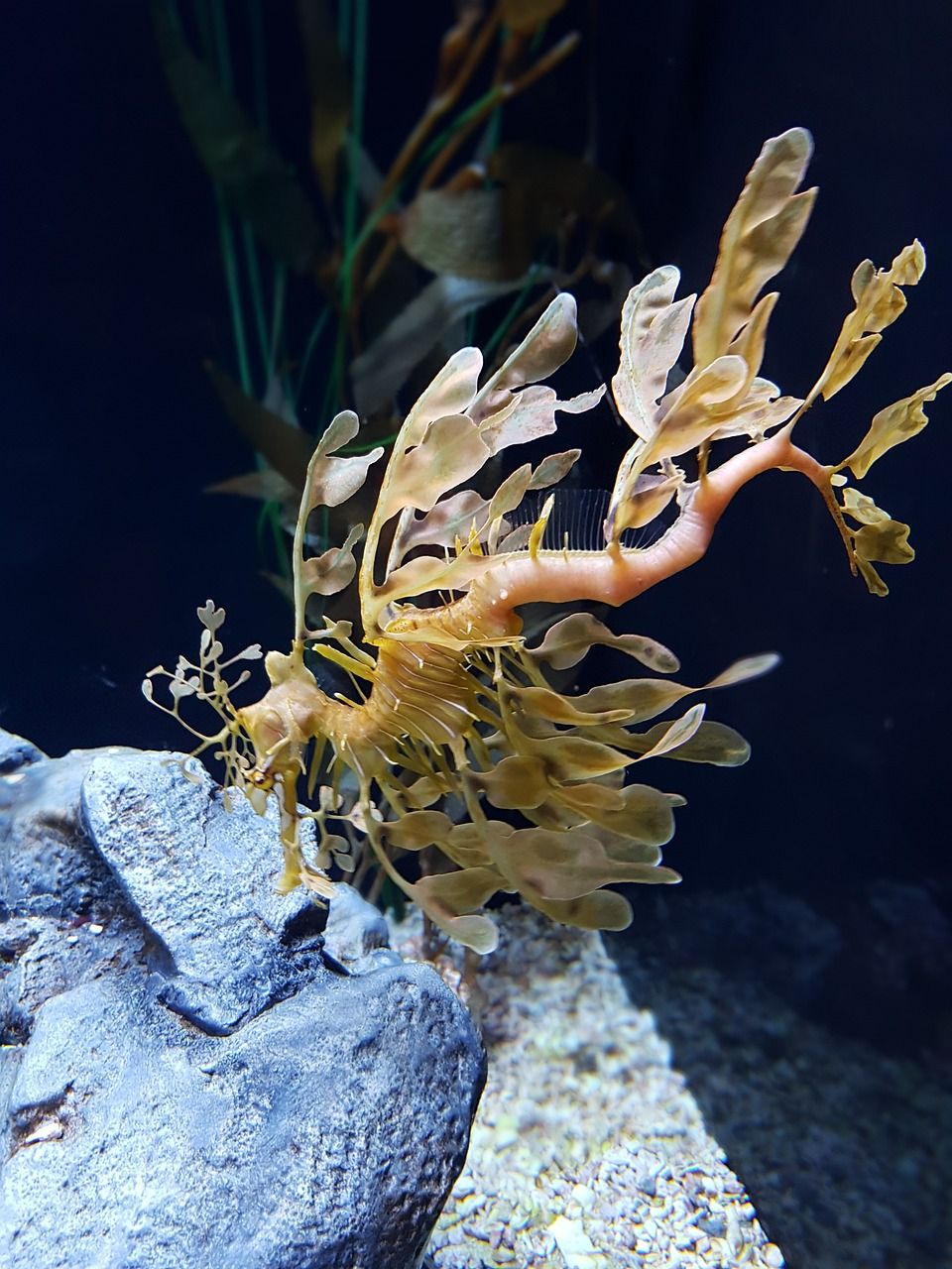 濰坊最大水族批發(fā)市場地址電話（濰坊最大水族批發(fā)市場地址電話是多少） 金頭過背金龍魚