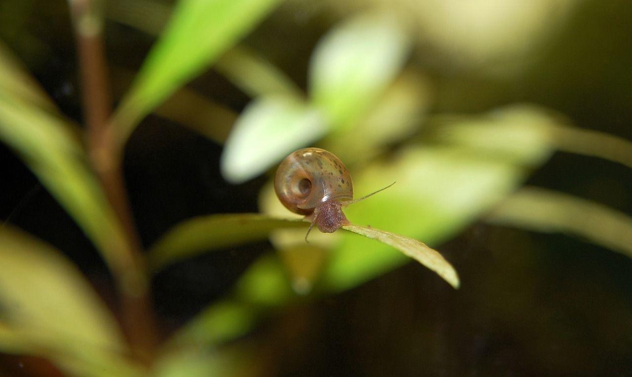 汕尾水族批發(fā)市場都在哪里（汕尾水族批發(fā)市場都在哪里進貨） 魚缸百科