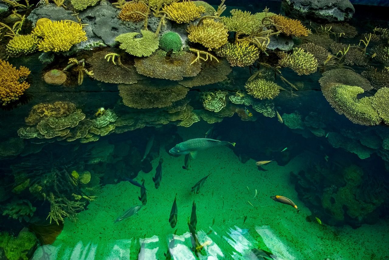 魚缸鵝卵石造景教程（鵝卵石制作魚缸景觀） 白化巴西龜（白巴）