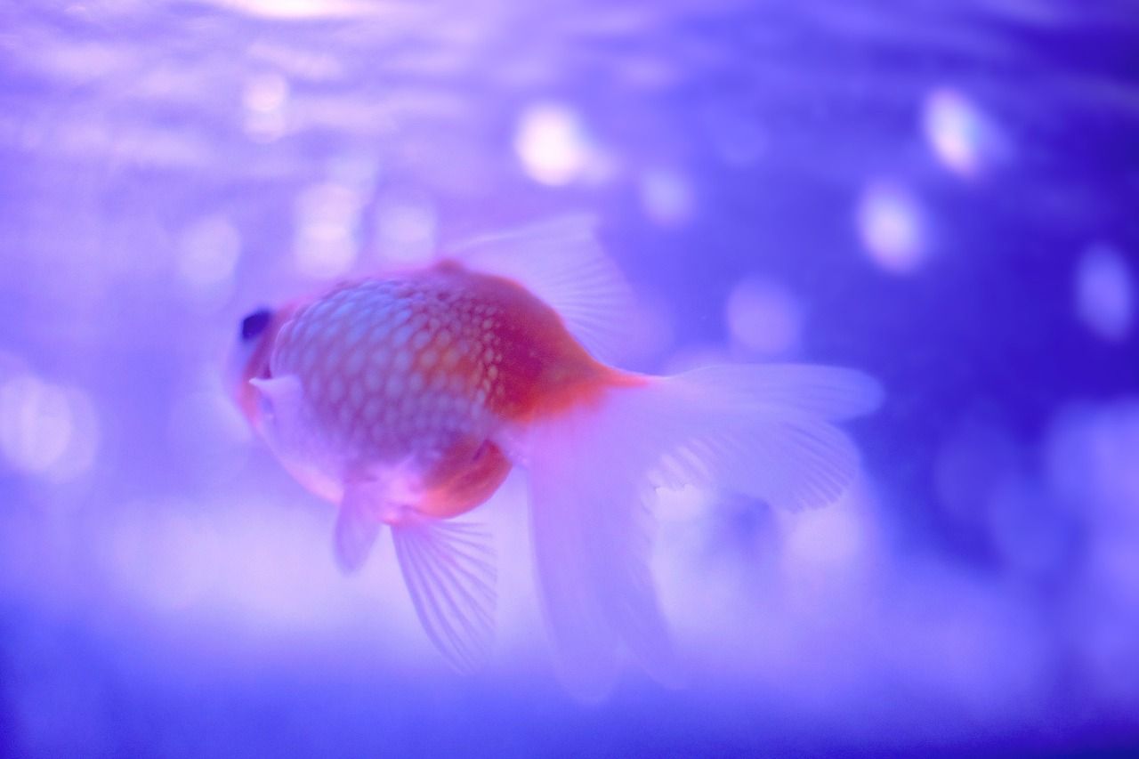 水族魚缸造景景觀欣賞 水族箱魚缸造景 蝴蝶鯉