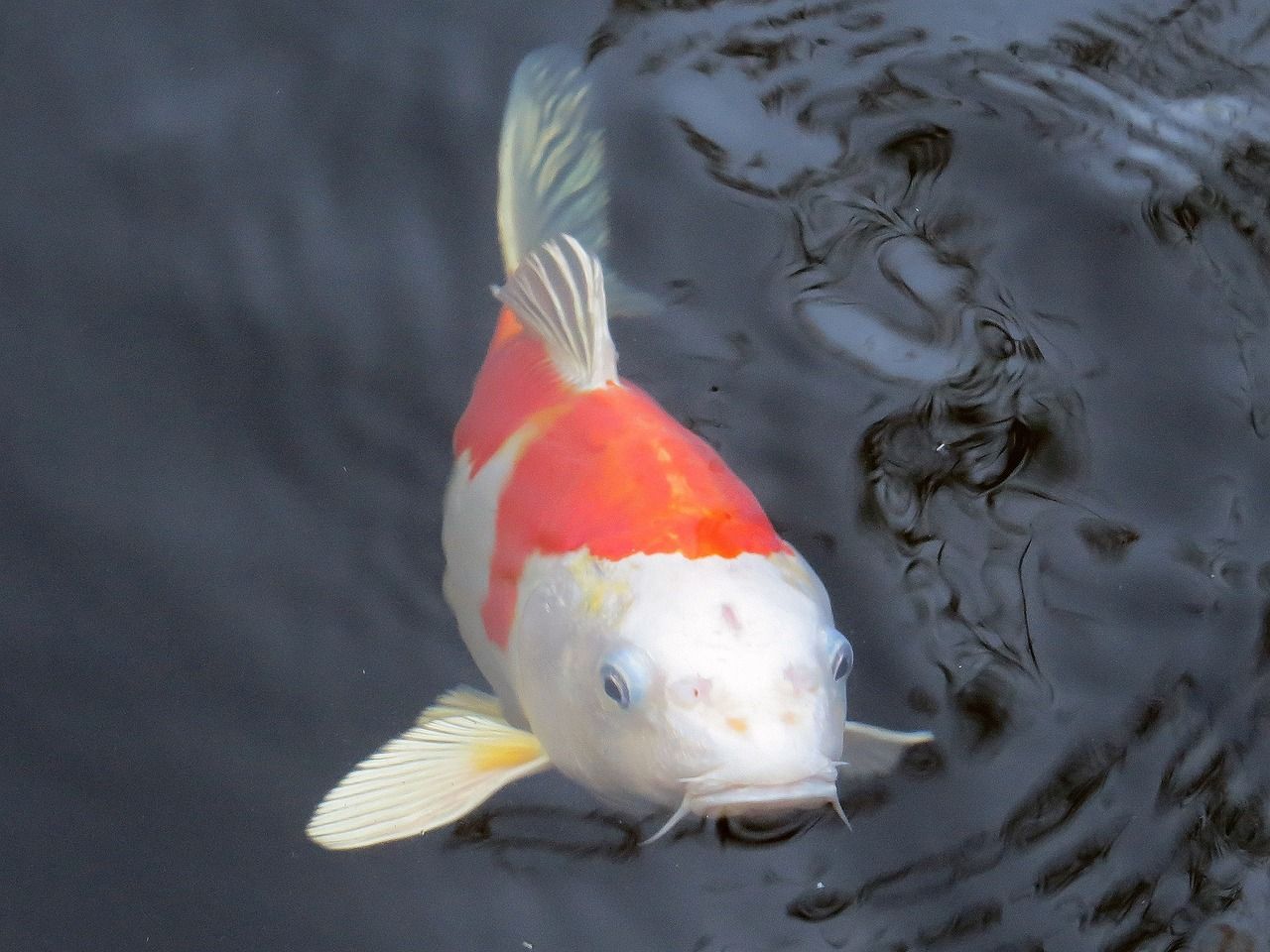 水族箱魚缸造景 水族箱魚缸造景取名 祥龍超血紅龍魚