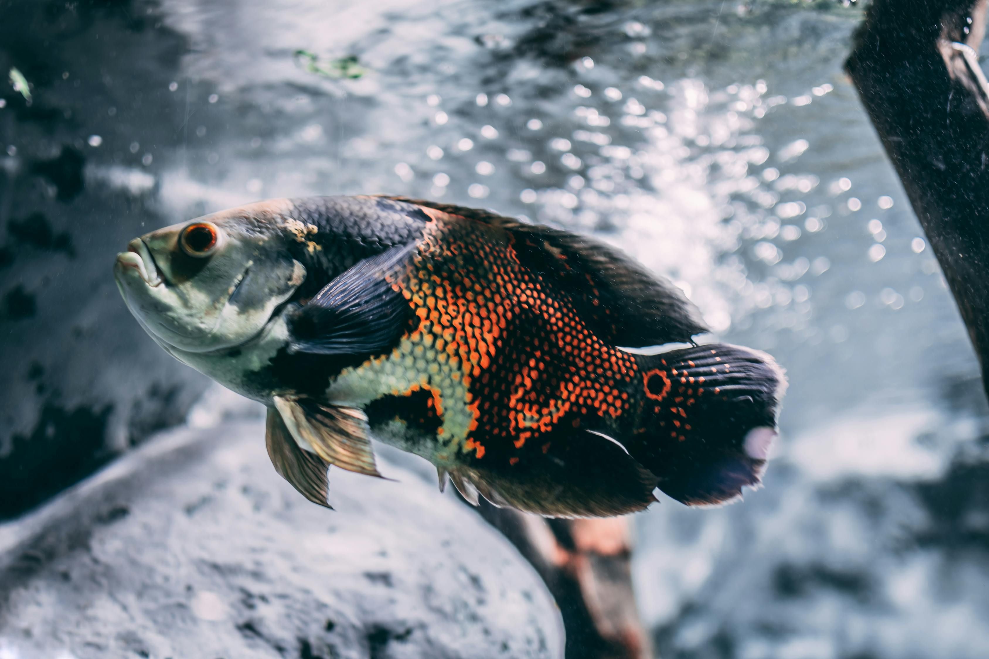 雷龍魚最大能長多大（雷龍魚能活多少歲） 眼斑魚