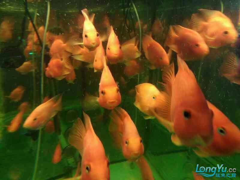 店里的魚兒 全國水族館企業(yè)名錄 第1張