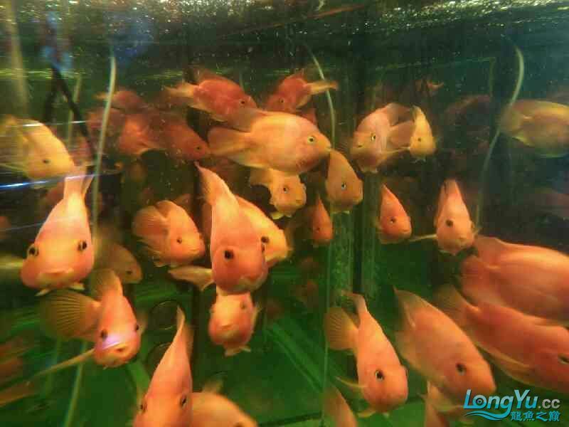 店里的魚(yú)兒 全國(guó)水族館企業(yè)名錄 第2張