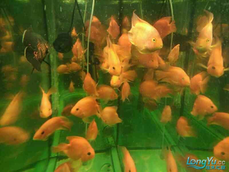 店里的魚兒 全國水族館企業(yè)名錄 第3張