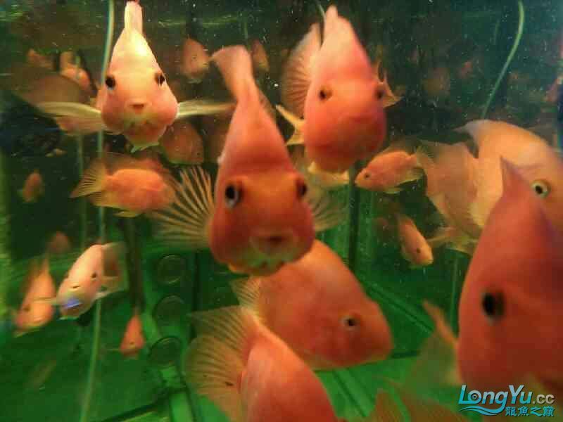 店里的魚兒 全國水族館企業(yè)名錄 第4張