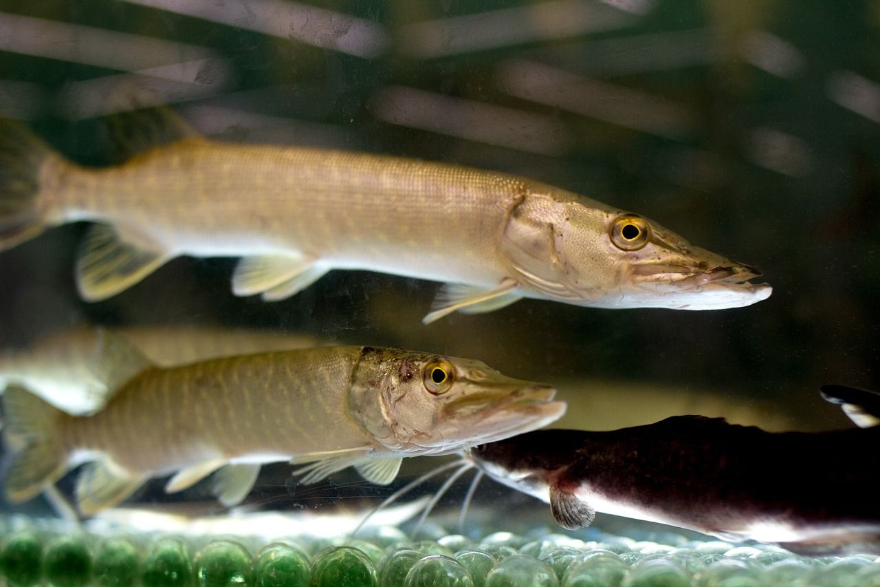 魚缸吸氧泵怎么安裝圖解（魚缸氧泵怎么安裝視頻） 銀龍魚百科