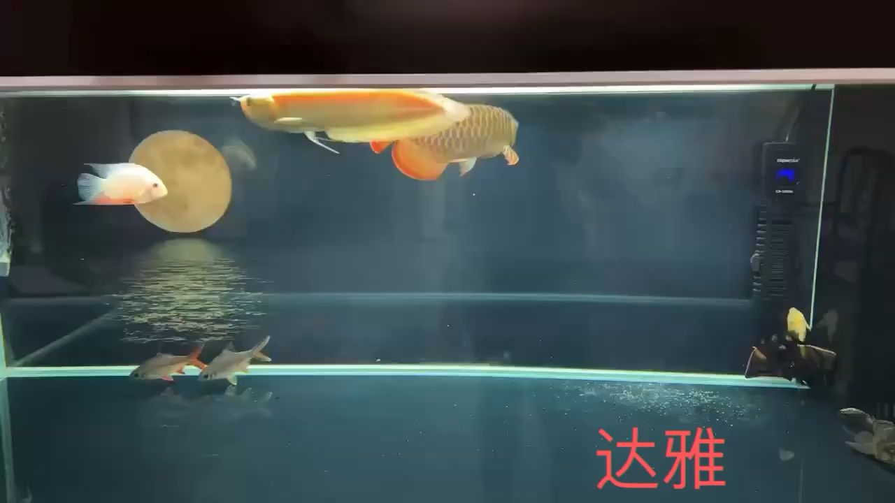 九個月 變化 觀賞魚論壇