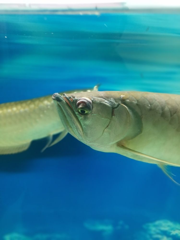 大神，幫我看看銀龍魚眼睛怎么了？ 觀賞魚論壇 第1張