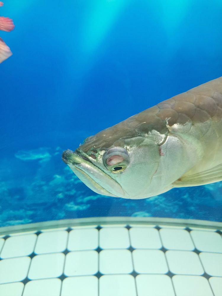 大神，幫我看看銀龍魚眼睛怎么了？ 觀賞魚論壇 第2張