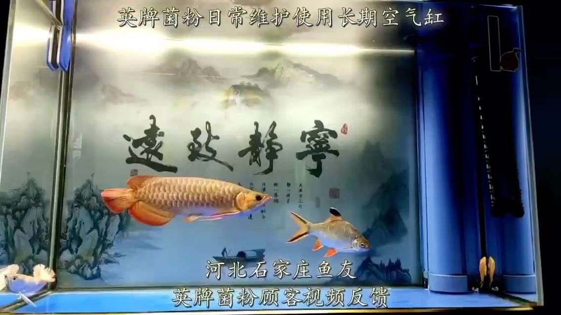 有石家莊的魚友嗎 觀賞魚論壇