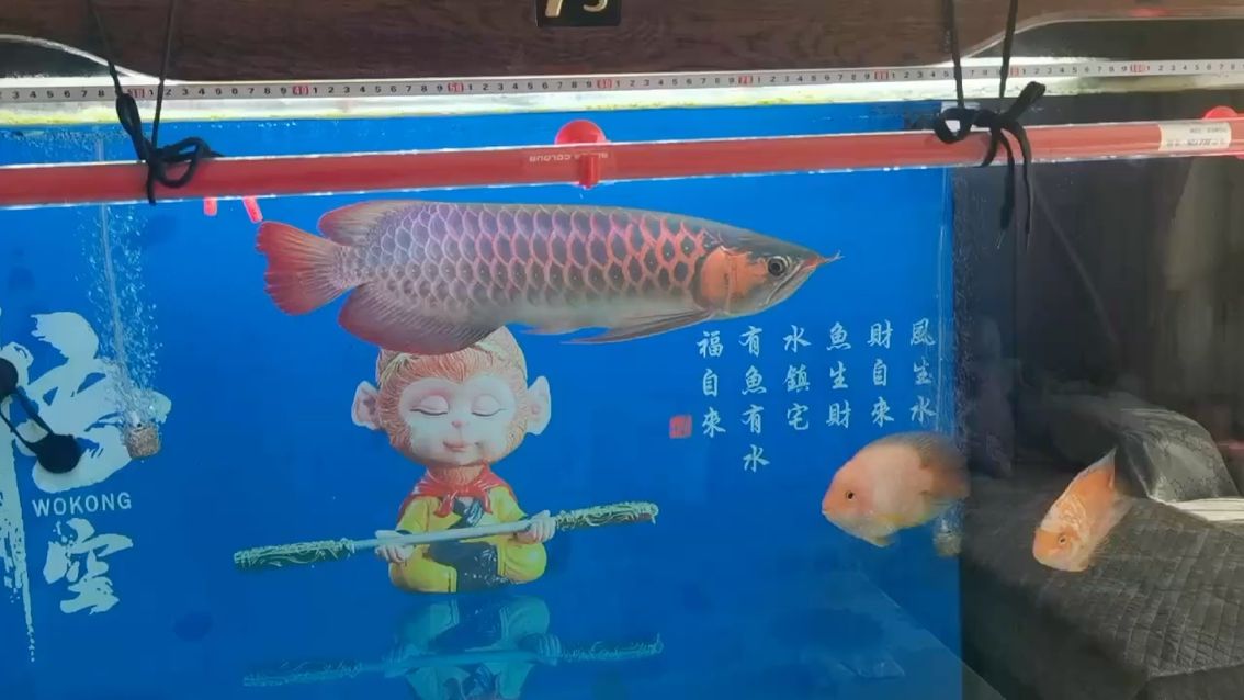 魚(yú)缸都能養(yǎng)什么魚(yú)好呢圖片（魚(yú)缸可以養(yǎng)哪些魚(yú)） 其他品牌魚(yú)缸