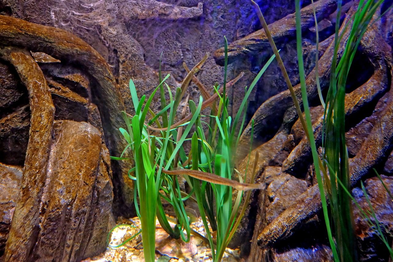 雷龍魚缸造景視頻教程大全（60雷龍魚缸造景） yee