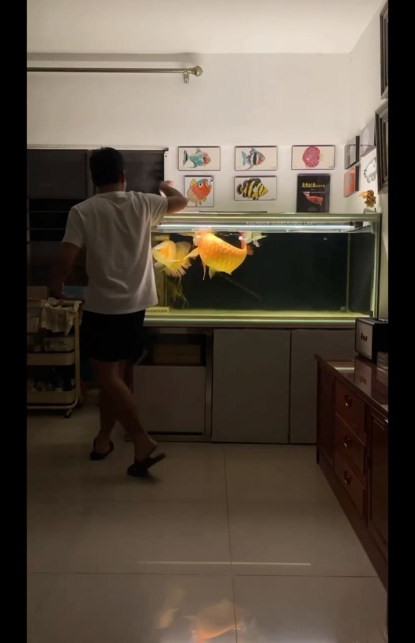 大龍魚喜歡聽搖滾，音樂響起，又到開飯時間 觀賞魚論壇