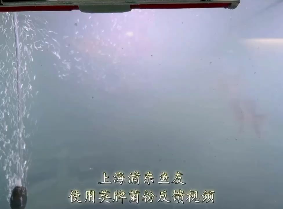 坐標(biāo) 上海浦東 觀賞魚(yú)論壇