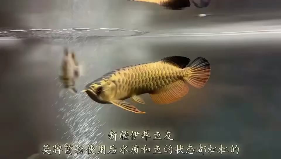 水質(zhì)和狀態(tài)都杠杠滴 觀賞魚(yú)論壇