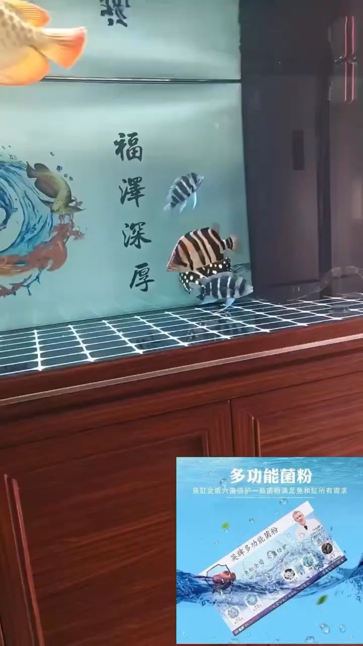 想虎明嗎 來試試 觀賞魚論壇