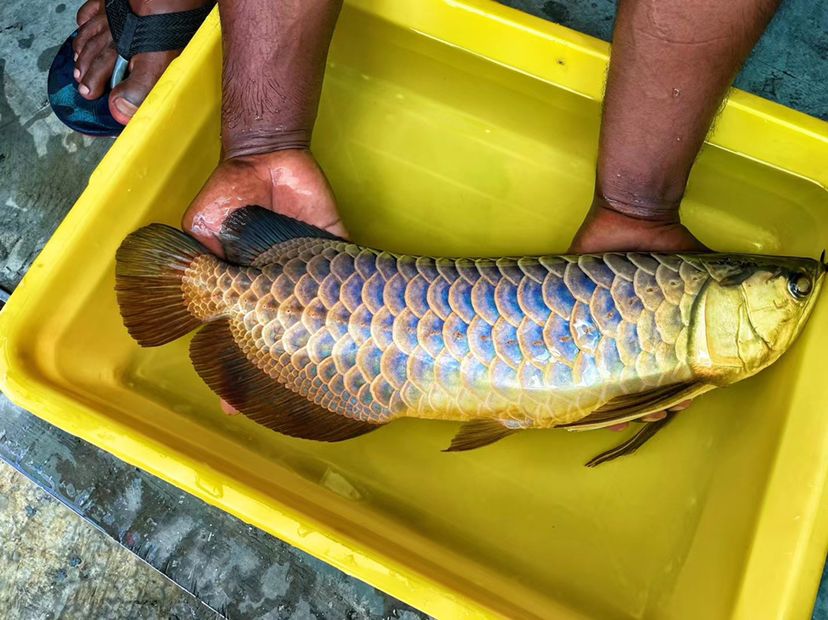 收金龍 紅龍 虎魚 觀賞魚論壇 第2張