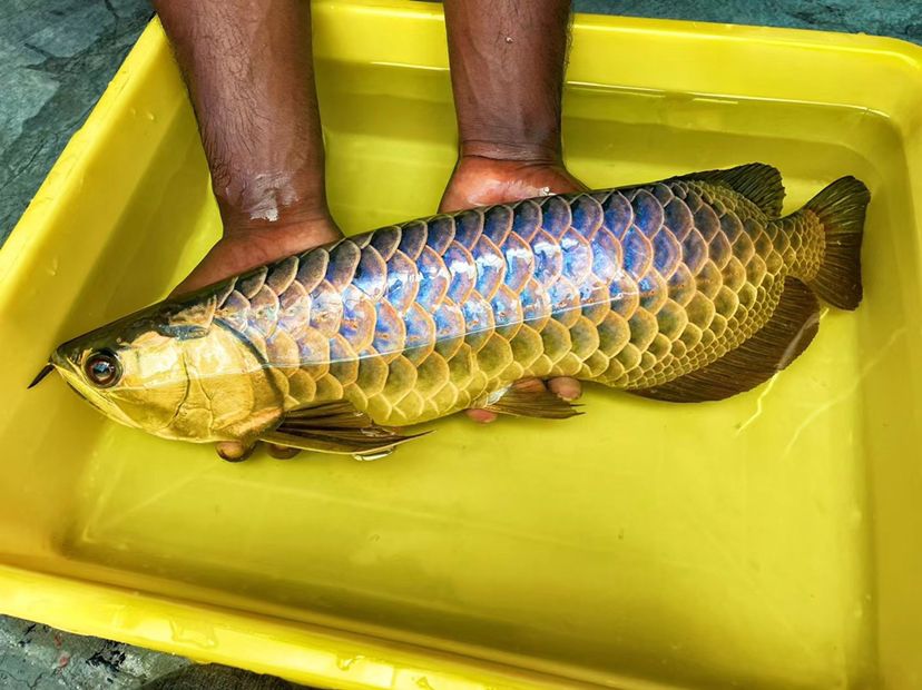 收金龍 紅龍 虎魚 觀賞魚論壇 第3張