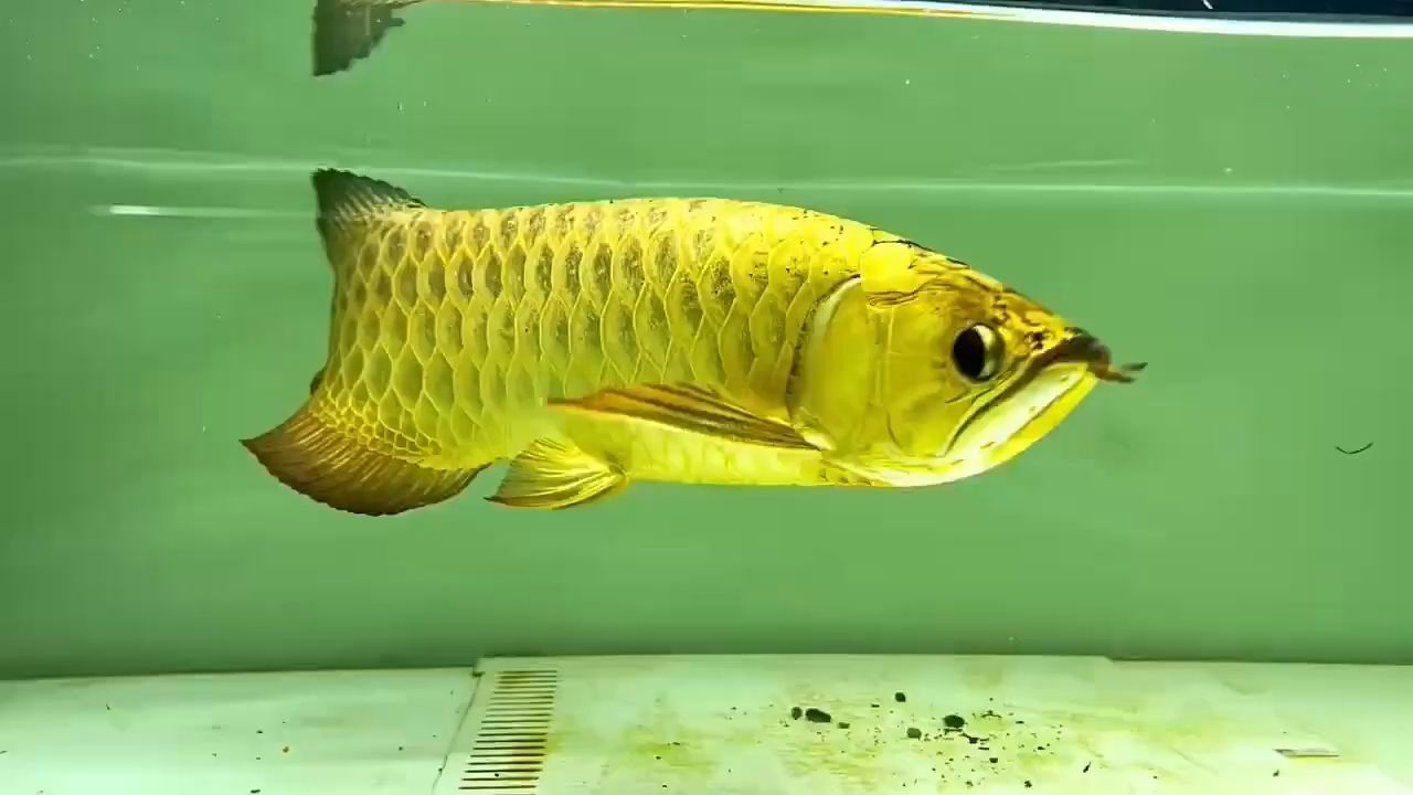 銀龍魚趴缸幾天會死嗎(銀龍魚趴缸幾天會死嗎視頻) 龍魚百科