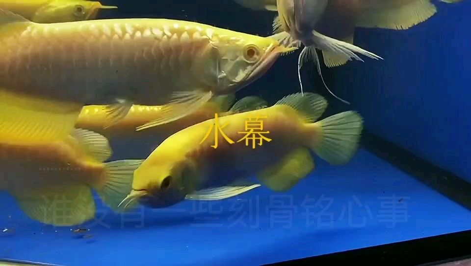 混養(yǎng)也很不錯 觀賞魚論壇