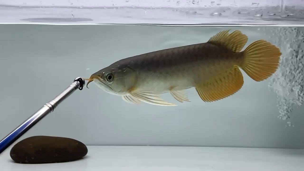 全品半福龍個體25cm 觀賞魚論壇