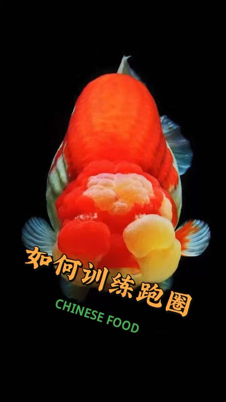 養(yǎng)苗是否需要換水 觀賞魚(yú)論壇