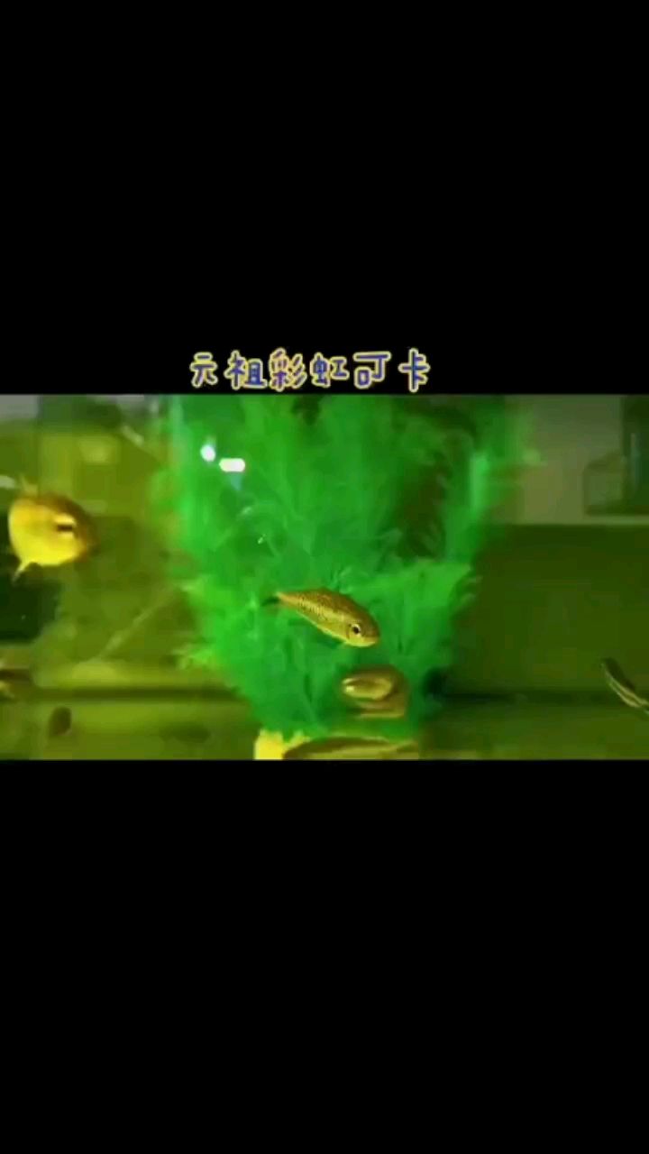 元祖彩虹可卡 觀賞魚論壇