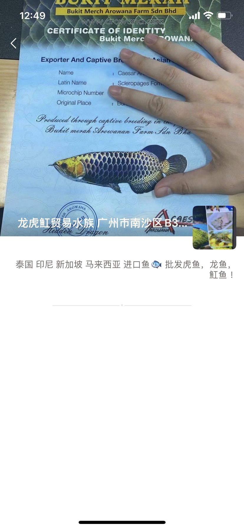 曝光一奸商，買印尼紅龍發(fā)過(guò)來(lái)是號(hào)半 觀賞魚(yú)論壇 第2張