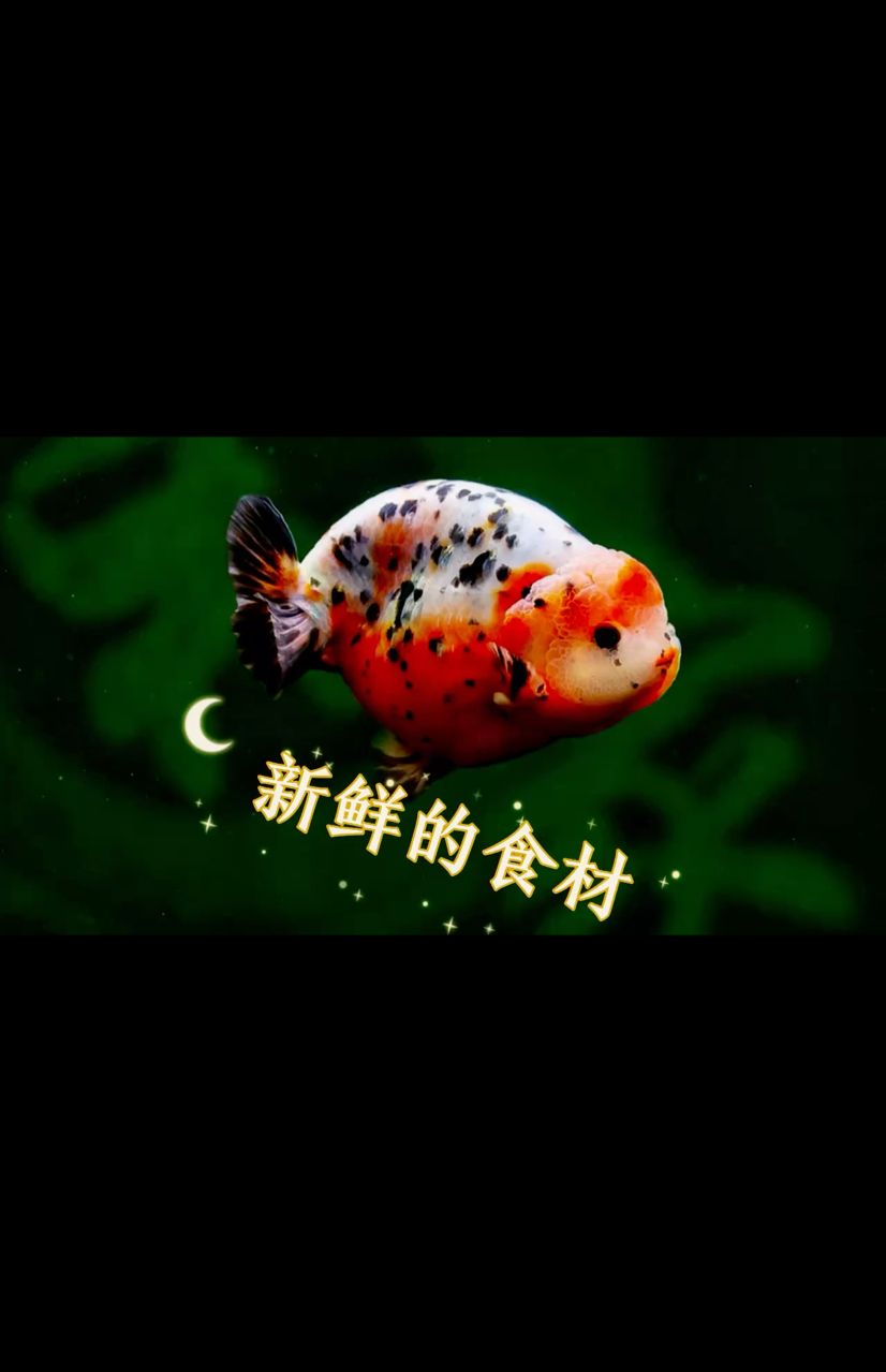 新鮮的食材 養(yǎng)出大魚 觀賞魚論壇