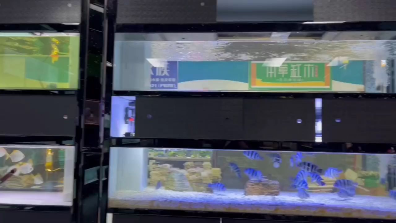 賣魚賣魚 觀賞魚論壇 第1張