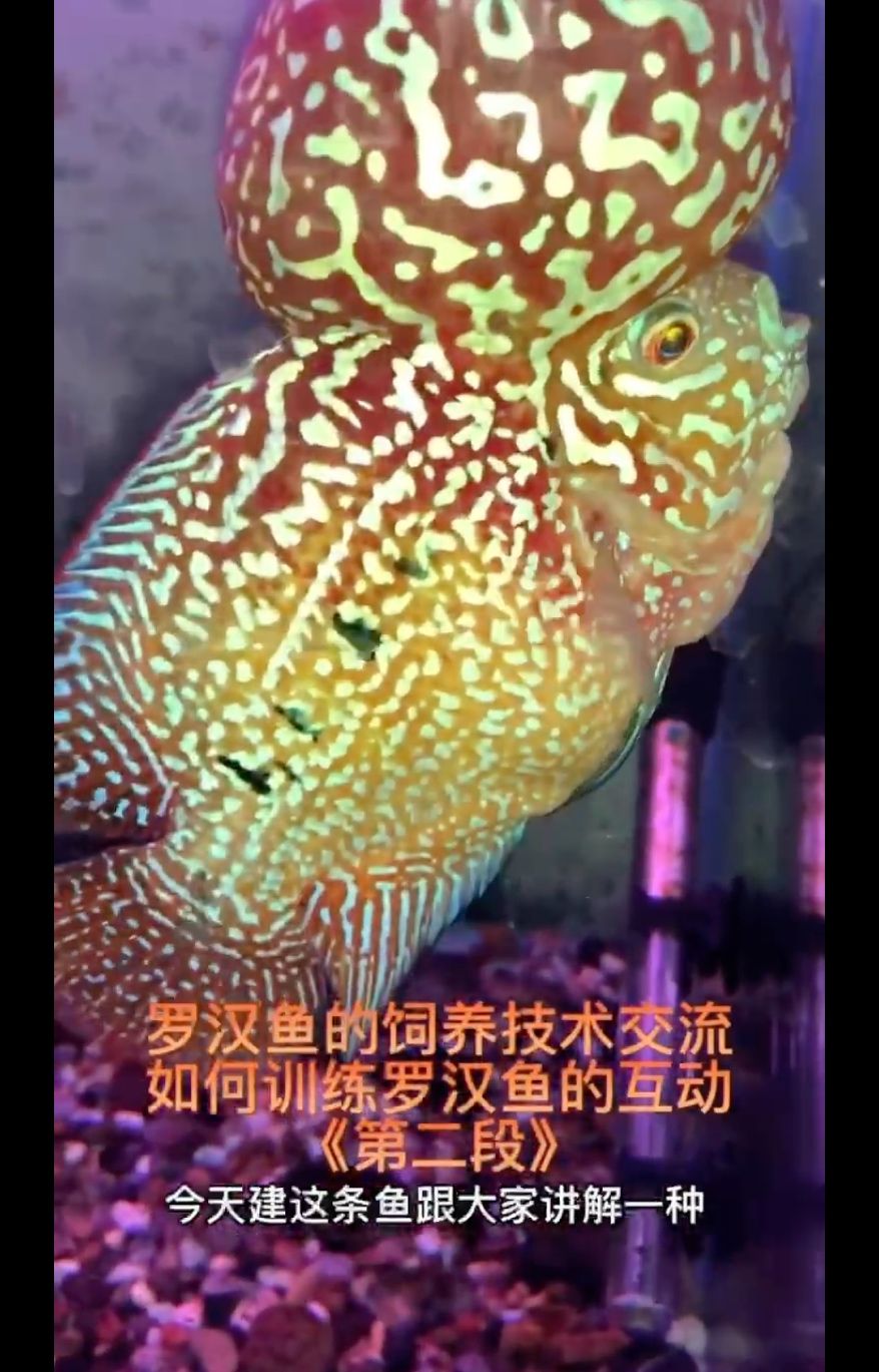 羅漢魚飼養(yǎng)技術(shù)交流！互動(dòng)訓(xùn)練第二集 觀賞魚論壇